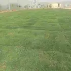 يوجدلديناجميع انواع الثيل الطبيعي الممتازمن المزرعة مباشر