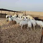 غنم عدد 25 دفيع أسنان مهجن رفيدي على حري طيبه للمقنا