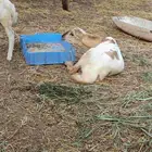 رخلة وخبشتين
