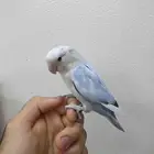 روز اليف 300