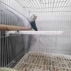 ( تم البيع ) ذكر روز منتج ( تم البيع )