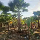 نخل واشنطني  055.325.6004