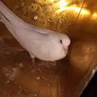 انثي قطيفي غرانق معقده صندقه ( عاقده )