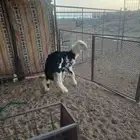 رخل ذبيحه للبيع