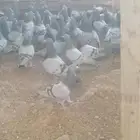 حمام فرنسي ابيض وسلفر