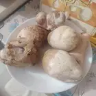 فقع.. الكمأ.. بجده