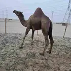 بعير فحل تني