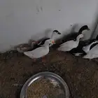 بط جميل واحجام