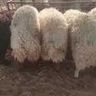 اضاحي