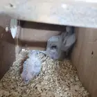 جوز باجي طيور حب