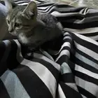 قطه بلدي 3 شهور للتبني