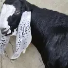 تيس مصري