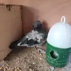 جوز منتج تحته بيض السوم 200