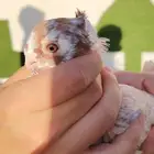 حمام كش