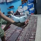 كروان البينو عين احمر فرخ أثنين   واتساب