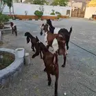 عنزين هولنديات تحتهم 3