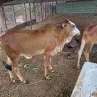 حسيل بلدي سمين ماشاءالله تبارك الله