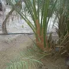 نخل مثمر جثايث