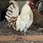 ديك ودجاج عربيه للبيع