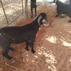 عندنا تيوس للبيع وفيات تيس فحل