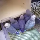 فروخ روز غر ((تم البيع))