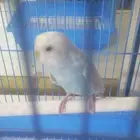 طيور بانحي غير اليف انثى عمره 4_5 شهر