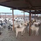 190 راس تيوس يمنيه مخاصي الحد من 770ريال