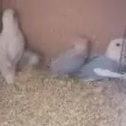 زوج. روز بفروخه ماشاء الله حجم ونظافه وصحه