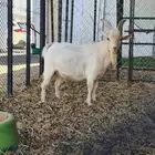 تيس قزمي مكس