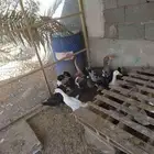 وز وبكين وبح للبيع