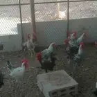 دجاج بلدي بياض وديوك