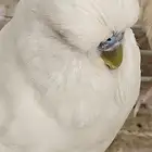 جوز باجي نجليزي مستوي بطل مع إنتاجه