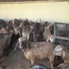 سواكني حمري