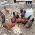 ديوك للبيع