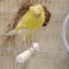 أنثى كناري إيراني همداني