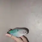 طير روز ب200