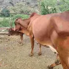بقرة منيح حسوة رجال ألمع