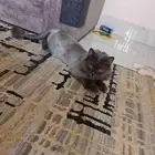 قط ذكر معقم للتبني