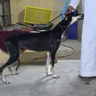 سلقة