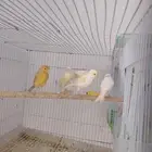 كناري