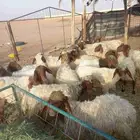 للبيع بهم نعيم مراح واحد طيبات وسليمه شرط العدد 23