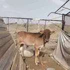 حسيل للبيع