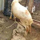 رخل بلدي للبيع