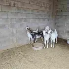 اربع جفار وتيس بيشيات صنف