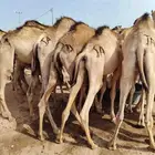 قعدان صومالي مستوردة جمله