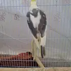 ذكرين كروان للإنتاج جواهز لاتفوتكم