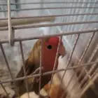 القطيف. العواميه