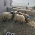 عداد 6 خرفان نعيم طيبه العمر من 8لي9 شهور. عداد 4 معزه