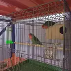 للبيع روز على السوم