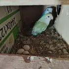 MASHALA LOVE BIRD PAIRS